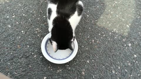 Cat eating funny video