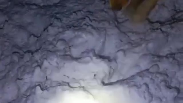 It's so cute and fun