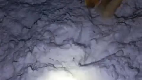It's so cute and fun