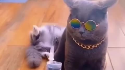 Epic Fails and Funny Tails: Hilarious Pet Antics! 🐾