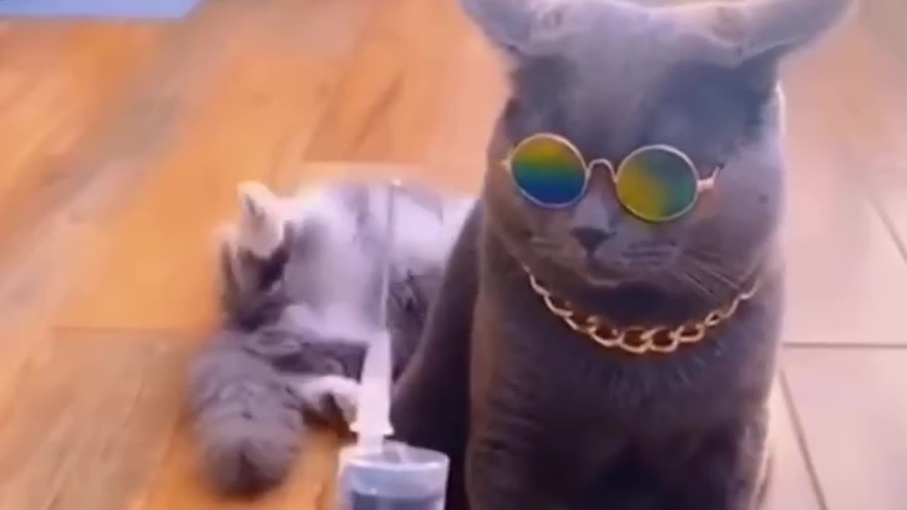Epic Fails and Funny Tails: Hilarious Pet Antics! 🐾