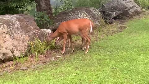 Good morning from everyone at the Treehouse 🌳 NW NC High country / Appalachia