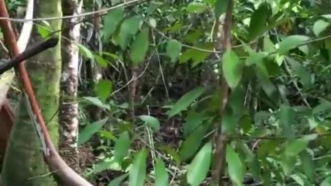 Wildlife & Funs