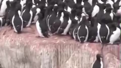 At the South Pole, penguins can fly.
