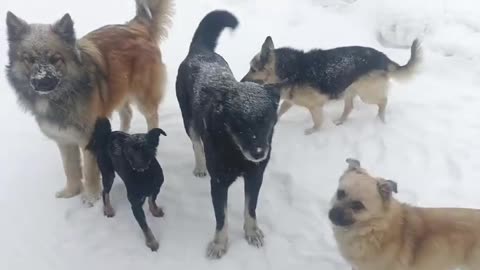 Pack of Dogs enjoying the snow