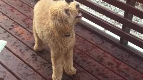 Brown dog on red deck confused with rain
