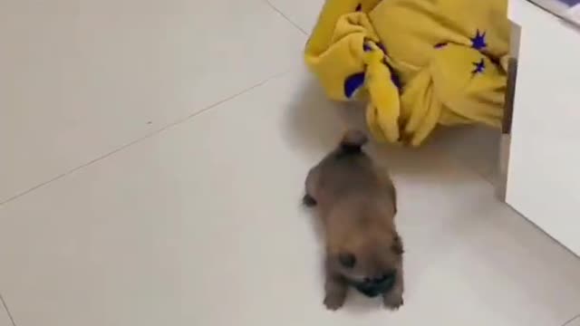 Ha ha ha what is this operation, the dog is disabled