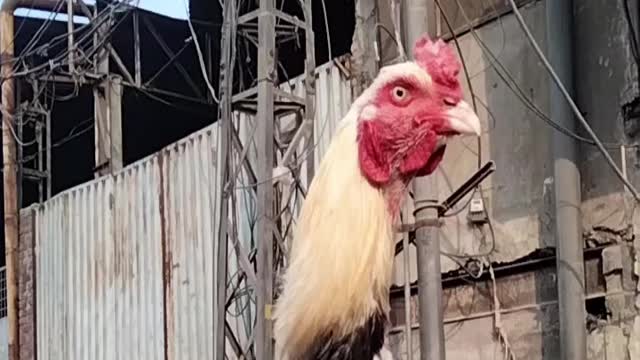 Rooster Video By Kingdom Of Awais