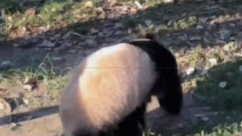 Panda： I want to lose weight, I want to lose weight.