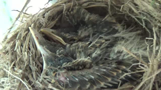 Baby Robins