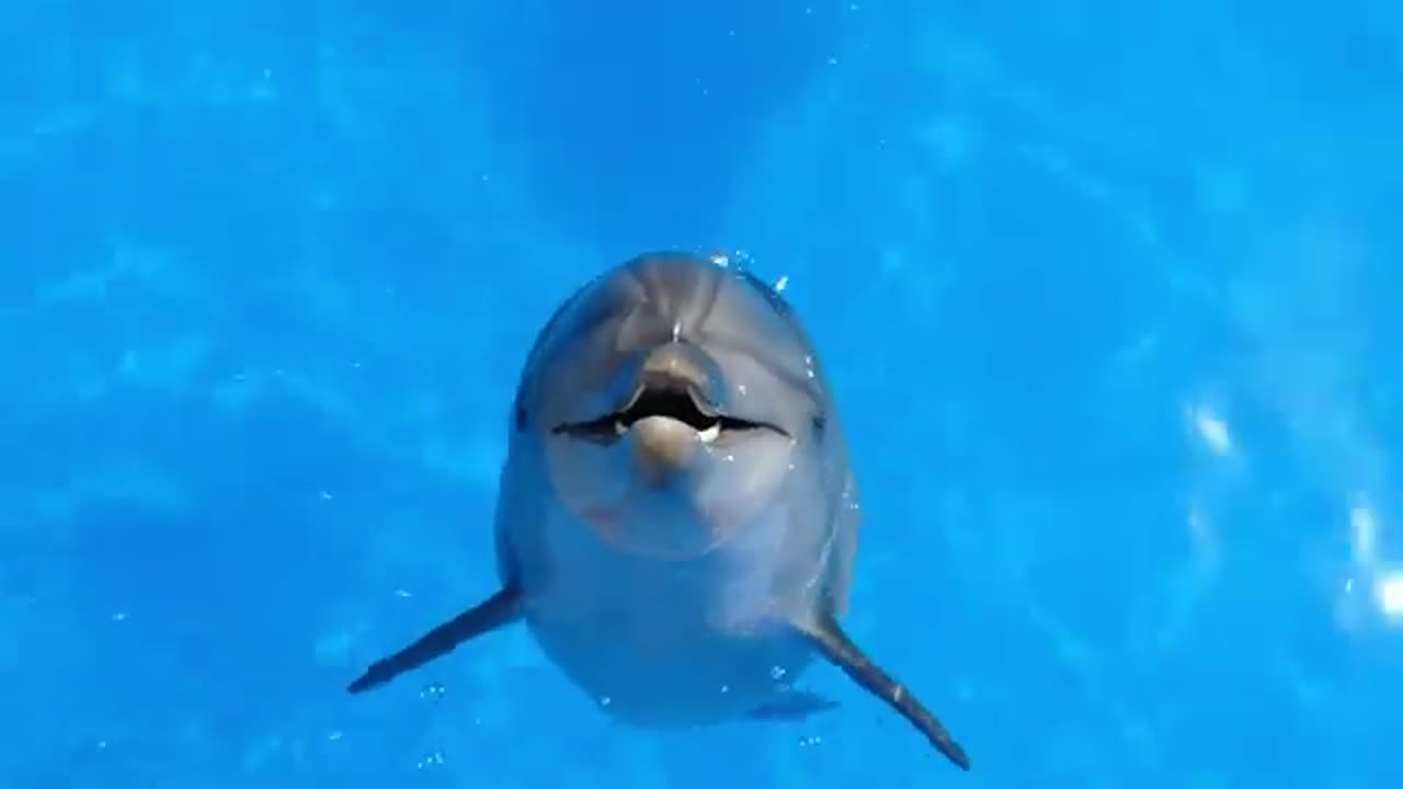 Dolphins playing video