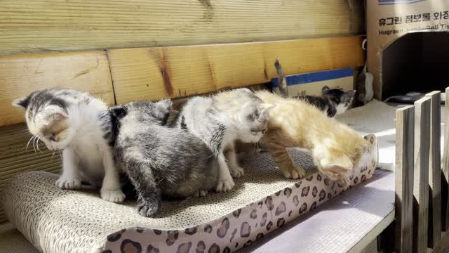 Taking family photos of kittens