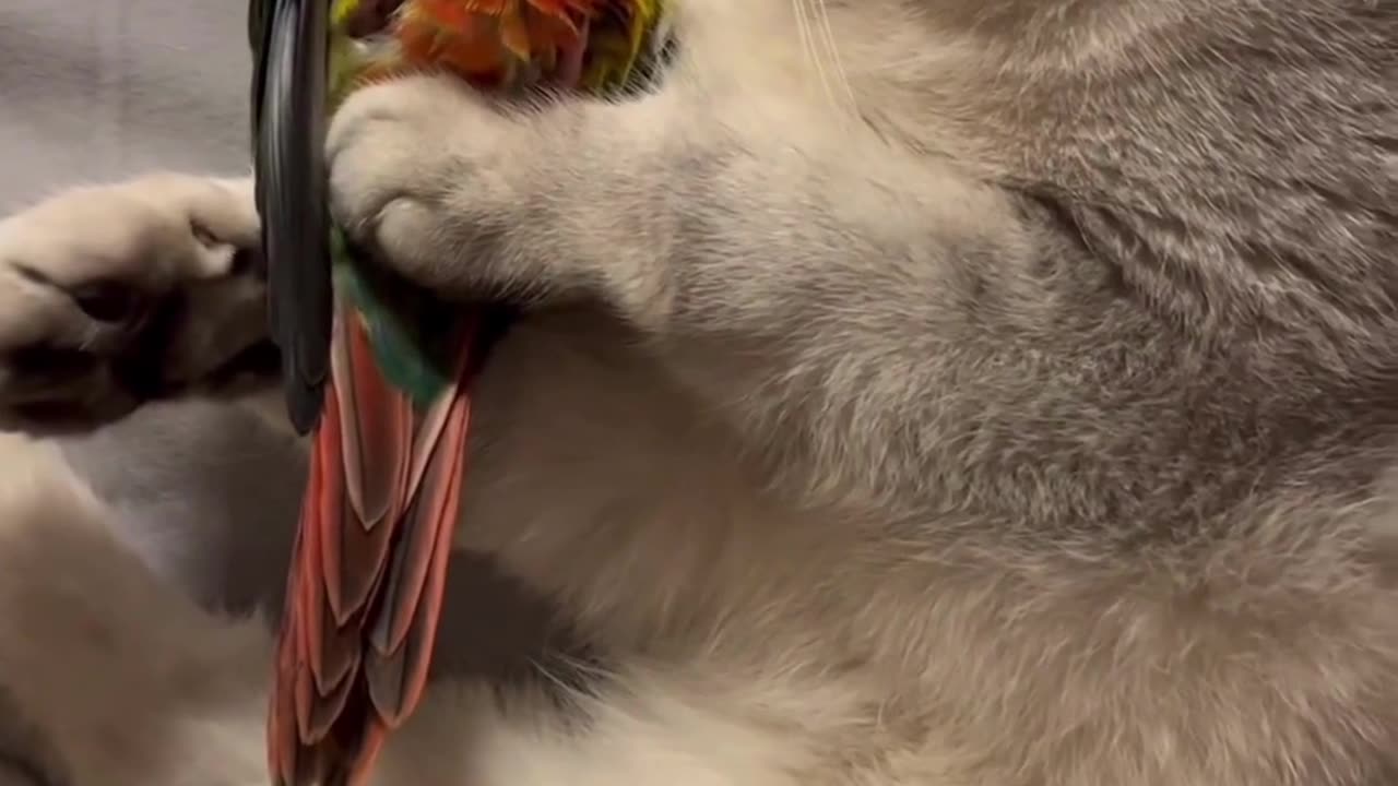Cute Cats & Funny Cats 😍😍😅😅 #cats #reels #shorts #viral #pets #mmvcats