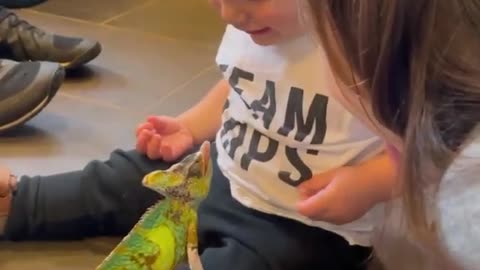 Baby got Scared of the Lizard - Funny Video