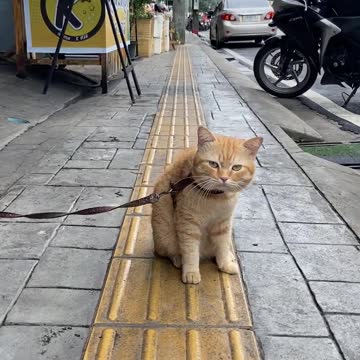 Saying hi to the cute cat on the street