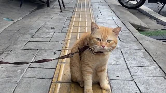 Saying hi to the cute cat on the street
