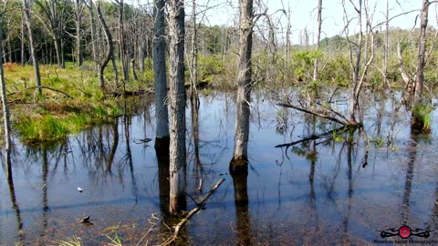 Relaxing Sights & Sounds As The Drone Flying Through The Wetlands 4K Drone footage