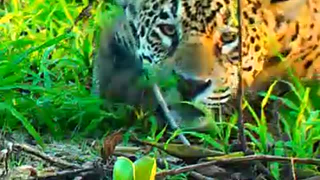 Tiger vs tiger