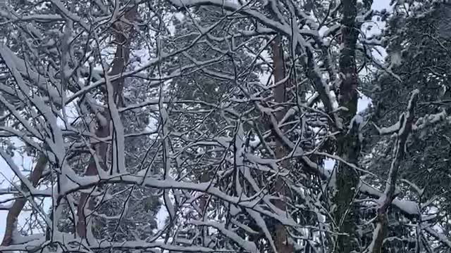 Beautiful snow in the woods