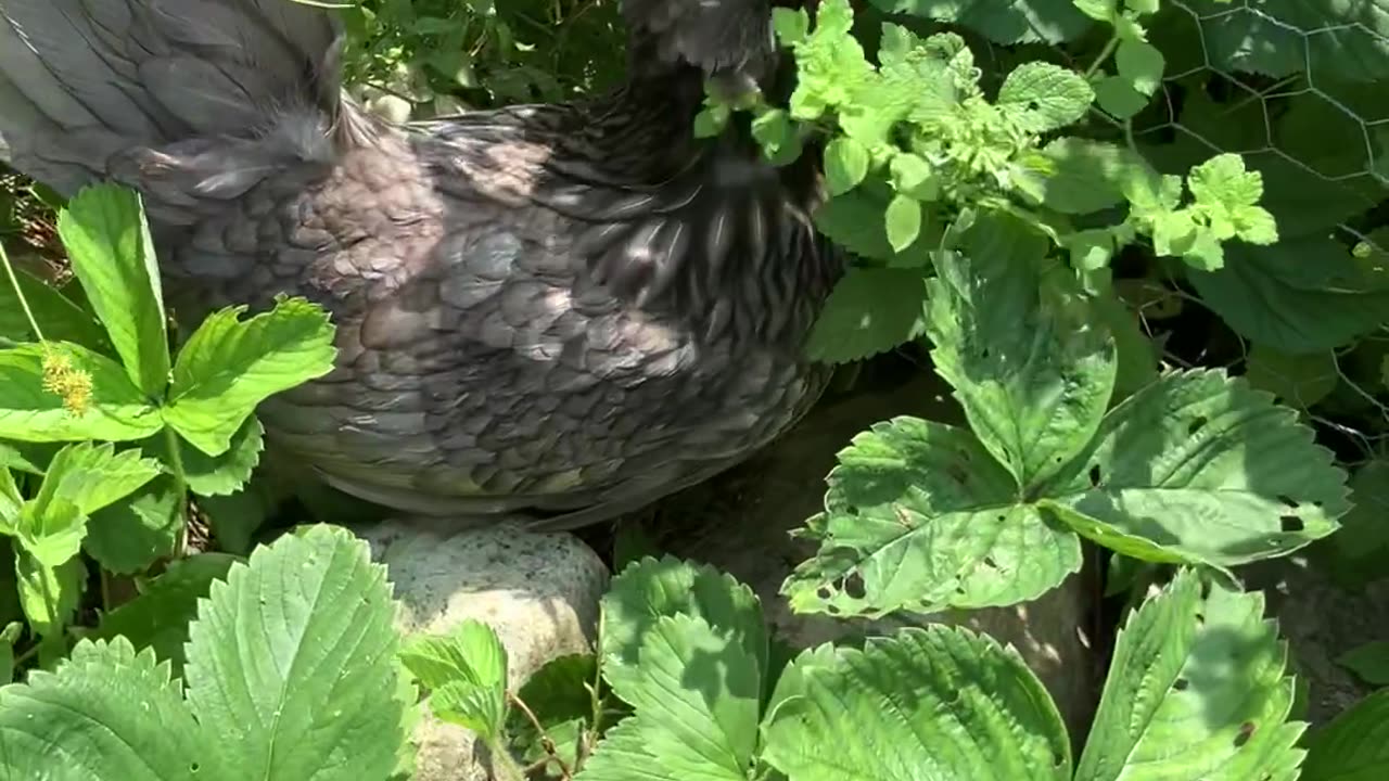 Part 2 of 5 Karen Stuck in Strawberry Patch 🍓