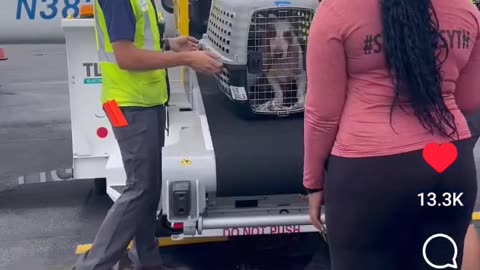 The Animals Need Our Help Too