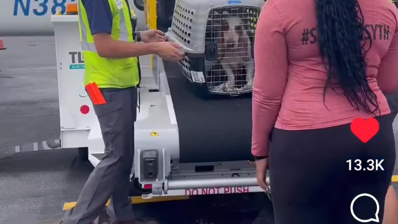 The Animals Need Our Help Too