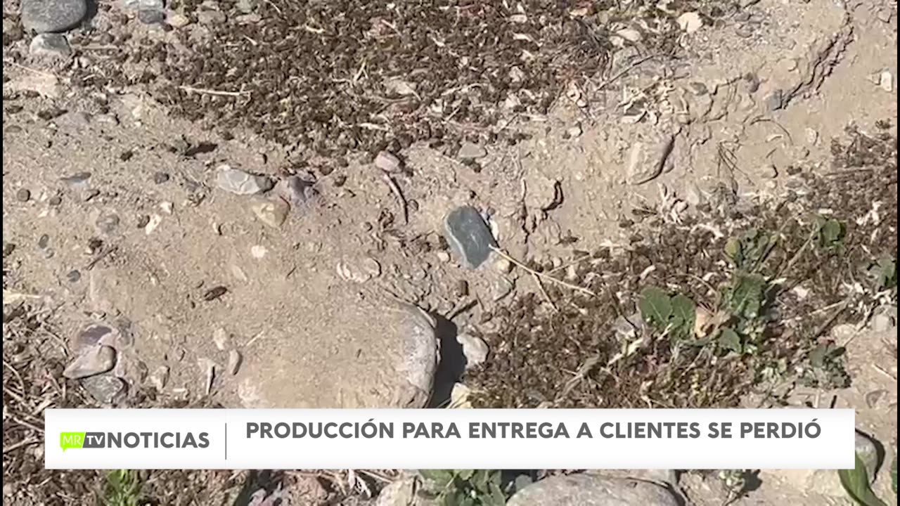 MUERTE DE ABEJAS EN MONTE PATRIA: DENUNCIAN USO DE PLAGUICIDAS