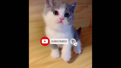 cat showing her impersive and very cute face