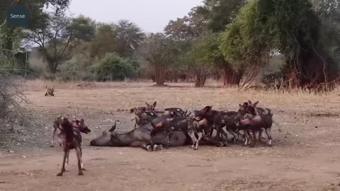 12 Most Disciplined Wild Dogs Hunting On Camera