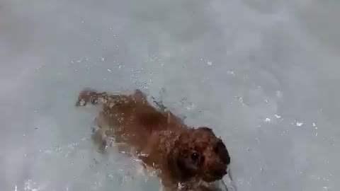 The cute dog is swimming happily