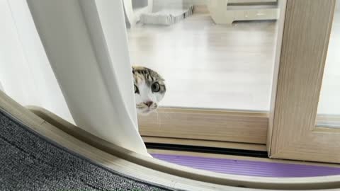 cat's badgering