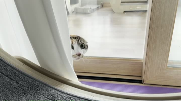 cat's badgering