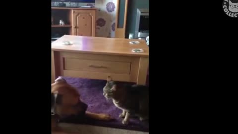 dog vs cat comady.