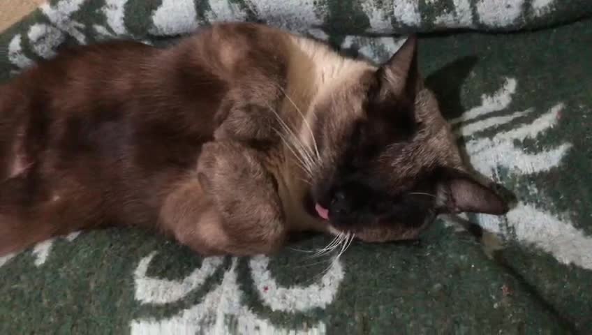 My cat is humiliated