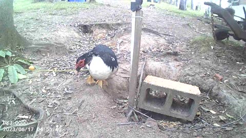 Hello My Friend! - One Very Happy Liberated Duck.
