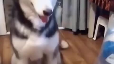 Animals and Cute Dogs and Small Dogs PETS
