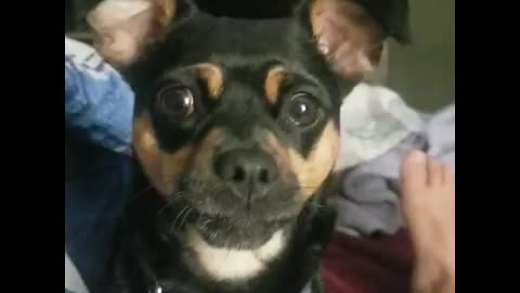 Bubbles wants a coconut popsicle too