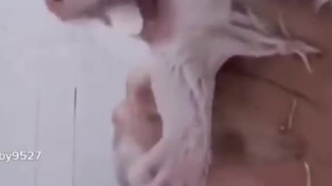 The Funny Cat Is Laughing A Lot While Bathing
