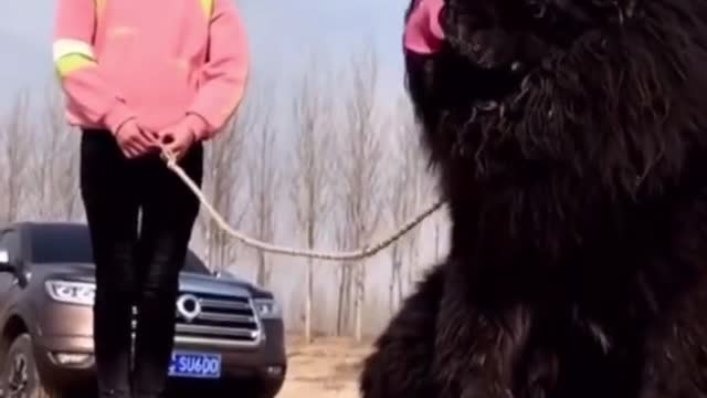 Tibetan Mastiff Is The Biggest Dog In The World