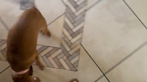 Excited Dog Smiles Big