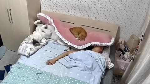 Differences between dogs, cats and humans