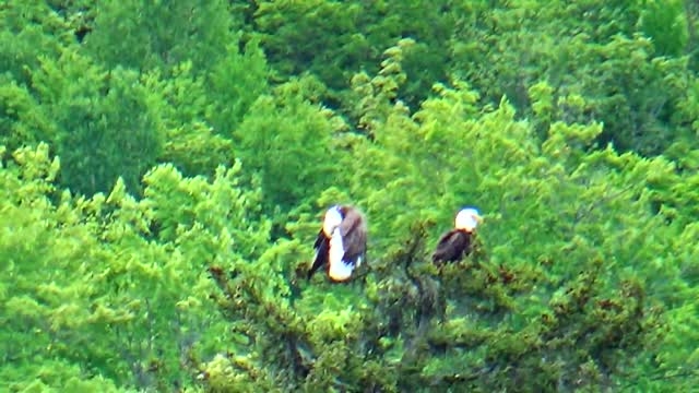 Two Eagles