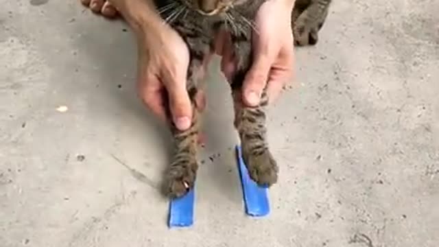 7.funny cat video best for ever