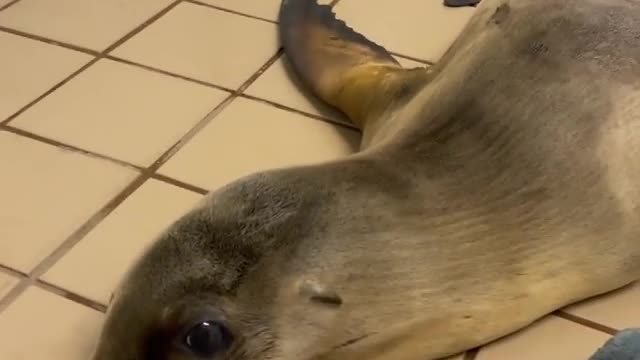 Sleeping sea lions completely take over the benches in Galapagos Islands