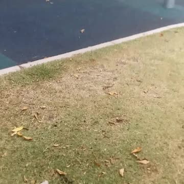 27.10.2024 Party in the Park, Kuranda