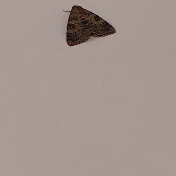 Moth