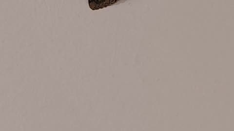 Moth