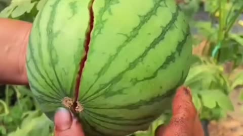 Amazing Fruits And vegetables Collection 😋
