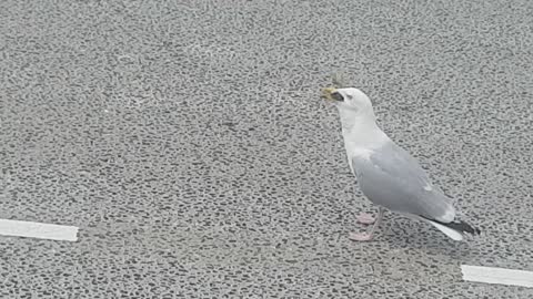 Rabbit is a Meal for a Seagull