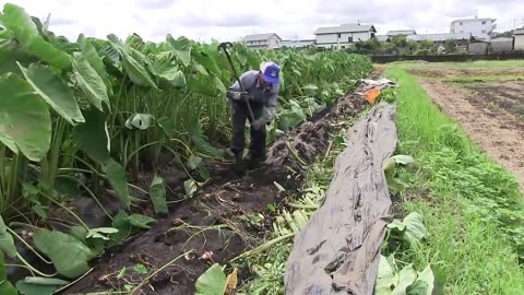 Japan Taro Farming and Harvesting - Awesome Japan Agriculture Technology Farm #40